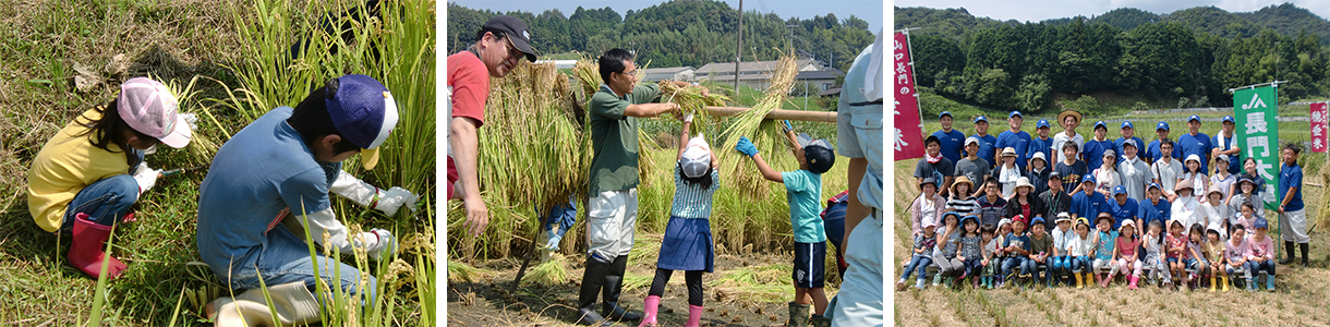 写真：稲刈りツアーの様子